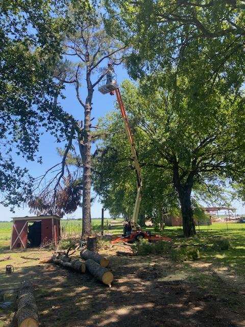 Tree Removal 2 Tree removal before